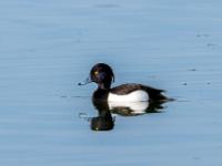 Reiherente Männchen